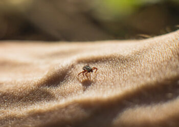 This rare tick-borne disease is on the rise in the U.S.
