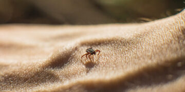 This rare tick-borne disease is on the rise in the U.S.