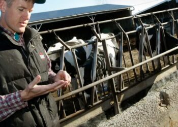 Deep-red Idaho just realized Trump’s immigration policy is lethal for its $20 billion dairy industry