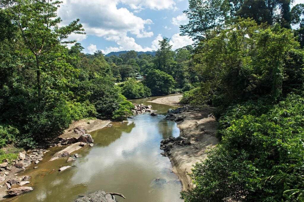 The ‘Parasite of Parasites’ Has Been Discovered in the Tropical Forests of Borneo