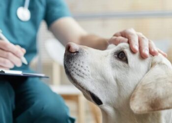 A pet emergency can cost $8,000. For millions of Americans, that bill is now a ‘life and death’ decision