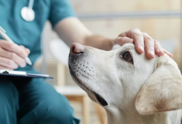 A pet emergency can cost $8,000. For millions of Americans, that bill is now a ‘life and death’ decision