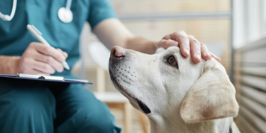 A pet emergency can cost $8,000. For millions of Americans, that bill is now a ‘life and death’ decision