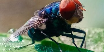Not to Alarm Anyone, but Flesh-Eating Screwworms Have Entered the US