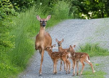 This photo of a three-legged deer and her adopted babies is going viral