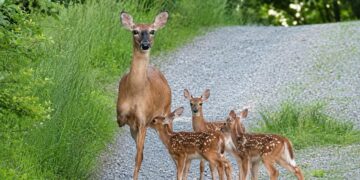 A three-legged deer adopted babies, and people can’t stop sharing the photo
