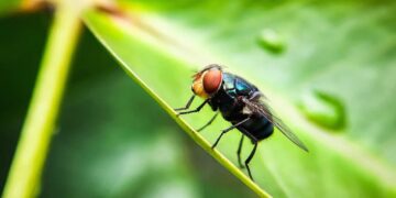 The US Has a Plan to Combat Screwworm. It Involves a Lot More Flies