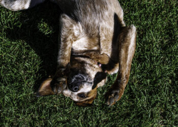 Ask a Vet: My dog is staggering around and falling over. What gives?