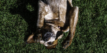 Ask a Vet: My dog is staggering around and falling over. What gives?