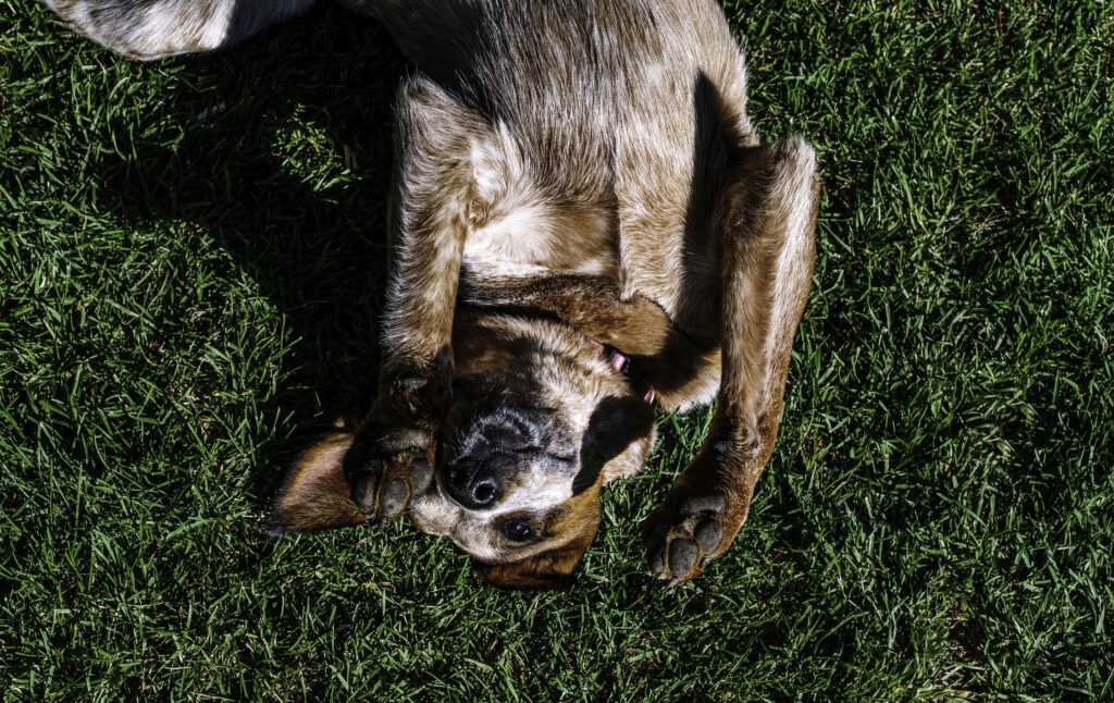 Ask a Vet: My dog is staggering around and falling over. What gives?