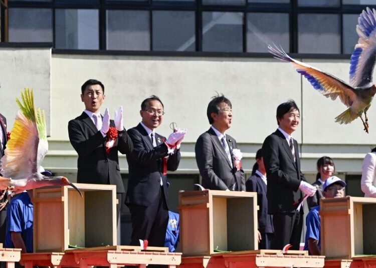 Crested Ibises Get the Royal Treatment in Japan as They Fly Again