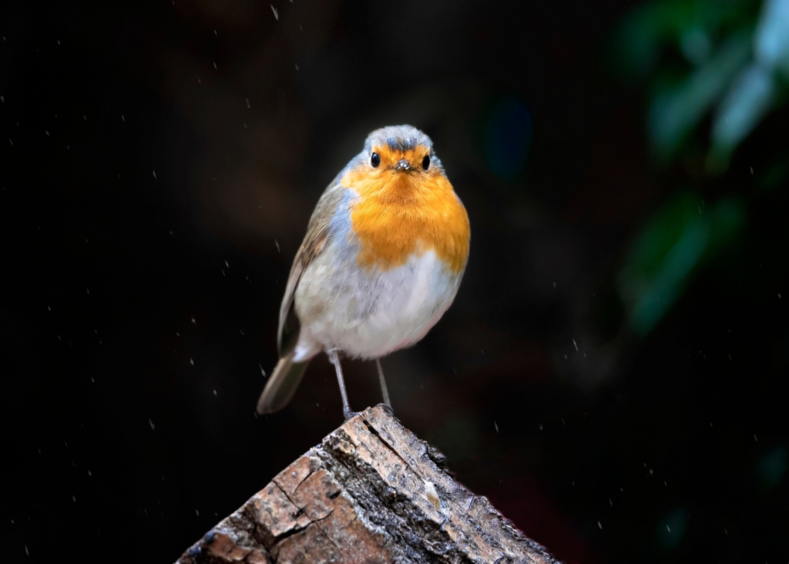 Just in Case You Were Wondering, Scientists Say Bird Masturbation Is Totally Normal