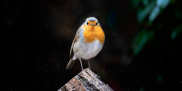 Just in Case You Were Wondering, Scientists Say Bird Masturbation Is Totally Normal