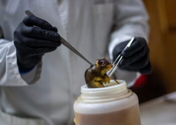 How to stop the next pandemic before it begins