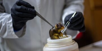 How to stop the next pandemic before it begins