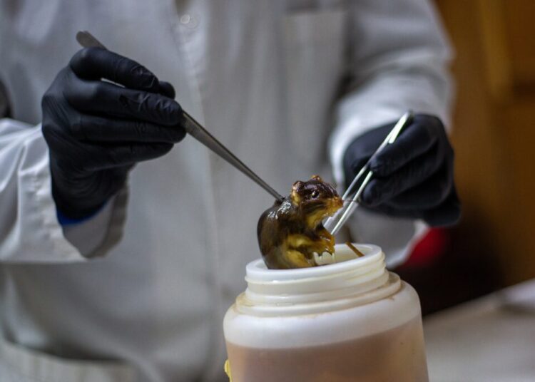 How to stop the next pandemic before it begins