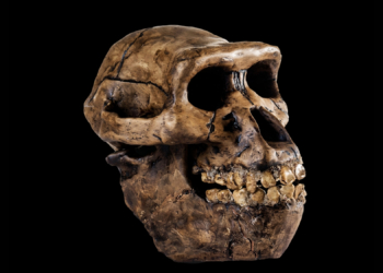 Neanderthal Babies May Have Been More Human Than We Realized, New Study Reveals