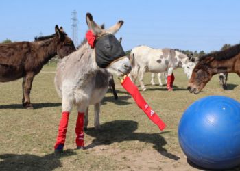 Why rescue donkeys are wearing donated socks from a pro soccer team