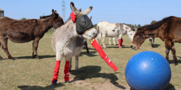 Why rescue donkeys are wearing donated socks from a pro soccer team