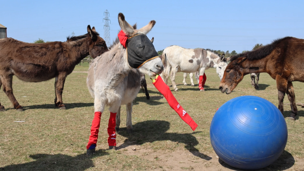 Why rescue donkeys are wearing donated socks from a pro soccer team