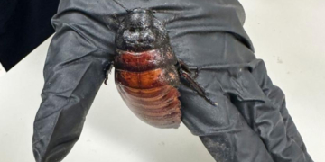 Officials in Australia Just Seized 100,000 Illegal Live Cockroaches Worth $142,000