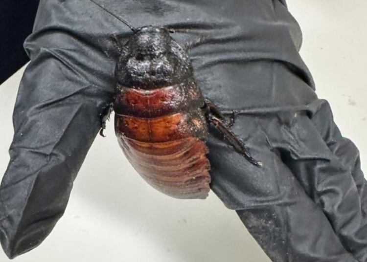 Officials in Australia Just Seized 100,000 Illegal Live Cockroaches Worth $142,000