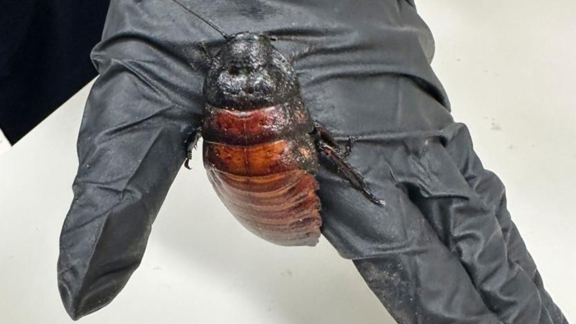 Officials in Australia Just Seized 100,000 Illegal Live Cockroaches Worth $142,000