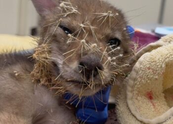Baby coyote trapped in hundreds of cactus spines is freed by rescuers