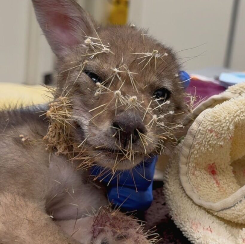 Baby coyote trapped in hundreds of cactus spines is freed by rescuers