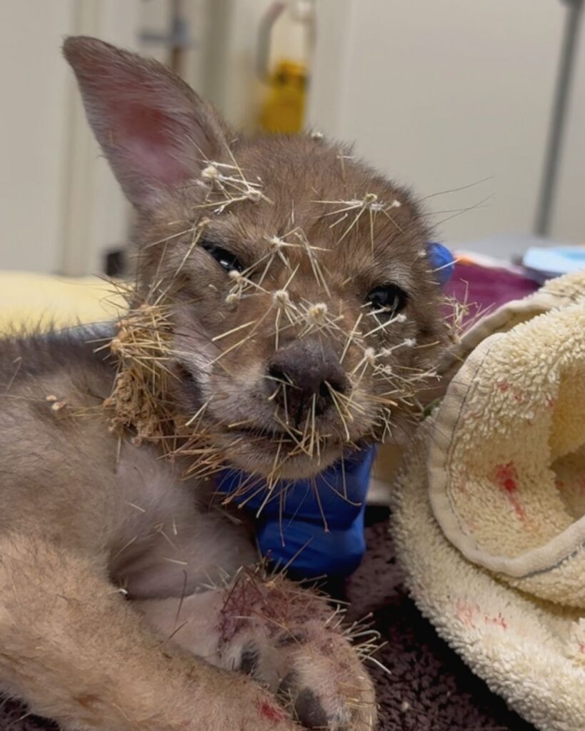 Baby coyote trapped in hundreds of cactus spines is freed by rescuers