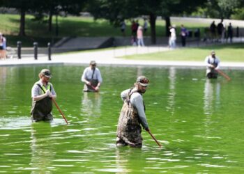 Why the Reflecting Pool Is Full of Algae After Trump’s Renovation