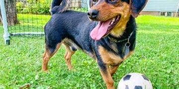 Dog goes viral for his soccer skills as World Cup excitement grows