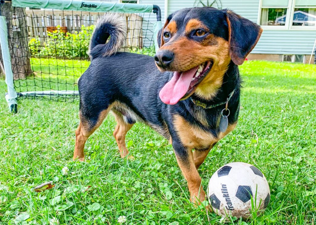 Dog goes viral for his soccer skills as World Cup excitement grows