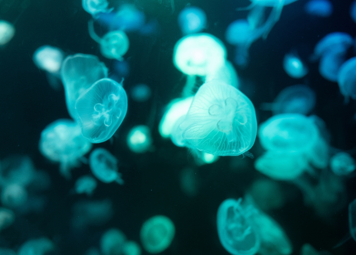Scientists Discovered 31 New Deep-Sea Species, and They’re All Extremely Weird
