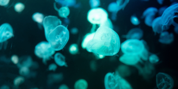 Scientists Discovered 31 New Deep-Sea Species, and They’re All Extremely Weird