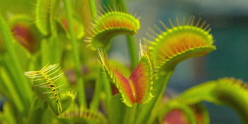 Scientists Finally Figured Out How a Venus Flytrap Slams Shut on Its Prey