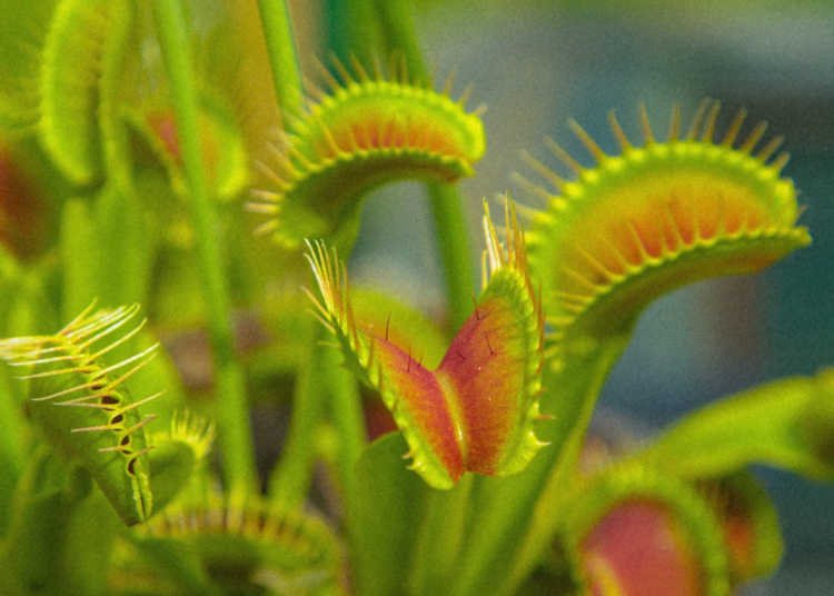 Scientists Finally Figured Out How a Venus Flytrap Slams Shut on Its Prey