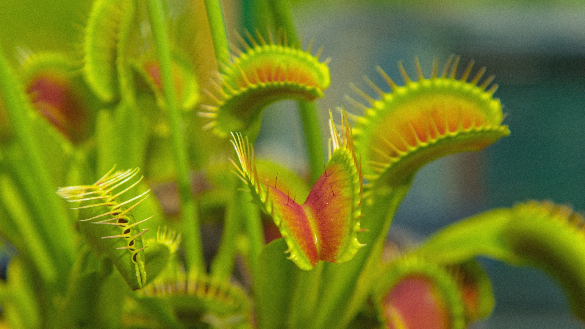 Scientists Finally Figured Out How a Venus Flytrap Slams Shut on Its Prey