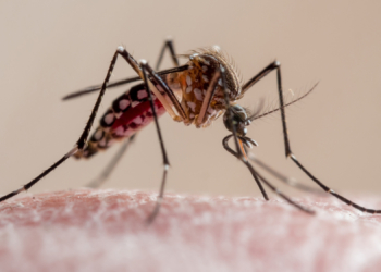 Scientists Finally Know Why Mosquitoes Always Bite Certain People
