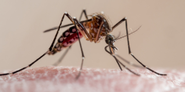 Scientists Finally Know Why Mosquitoes Always Bite Certain People