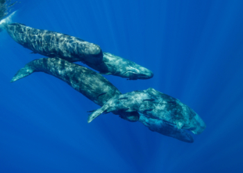 Scientists Found Sperm Whales May Have Their Own Regional Accents