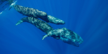 Scientists Found Sperm Whales May Have Their Own Regional Accents