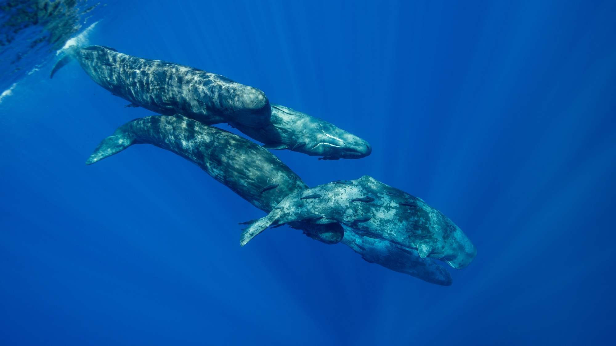 Scientists Found Sperm Whales May Have Their Own Regional Accents