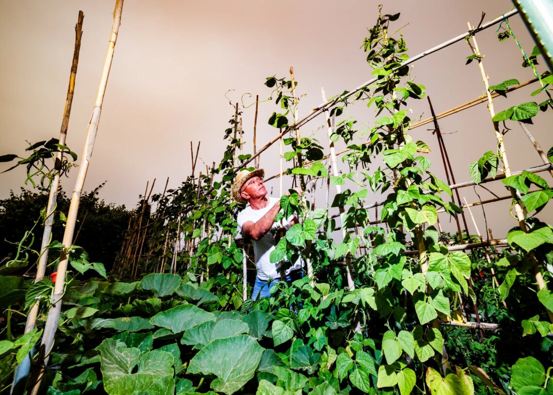 Scientists Found That Bean Plants Can Summon Wasps to Fight Their Battles