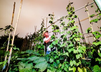 Scientists Found That Bean Plants Can Summon Wasps to Fight Their Battles