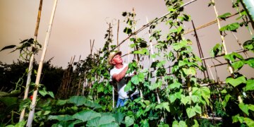 Scientists Found That Bean Plants Can Summon Wasps to Fight Their Battles