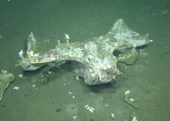 Scientists Have Been Watching One Dead Whale Feed the Ocean for 15 Years. Here’s What They’ve Learned.