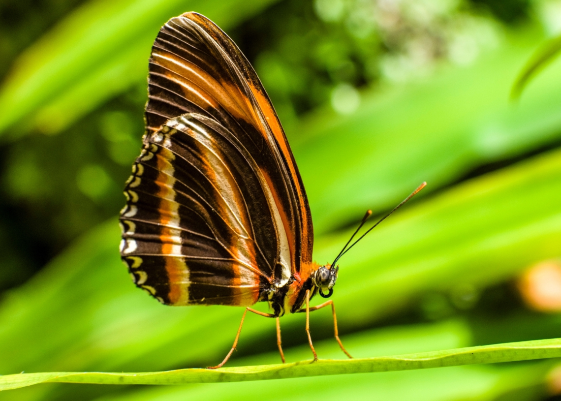Scientists Just Discovered Why a Species of Butterfly Is One of the Longest-Living Creatures on Earth