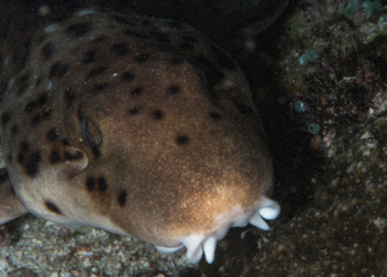 Scientists Just Discovered a New Walking Shark, and It Has a Very Fitting Nickname
