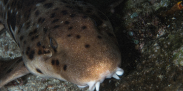 Scientists Just Discovered a New Walking Shark, and It Has a Very Fitting Nickname